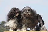 PETIT CHIEN LION 221